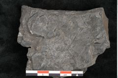 Foto (Detailansicht) von Asplenium hochstetteri Unger (NHMW-GEO-2024-0188-10300)